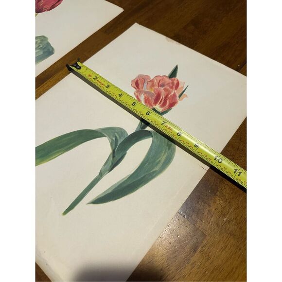 Flowers Drawn by Arlette Davids Text by Princess Bibesco prints Tulips 10x14” - Picture 6 of 9